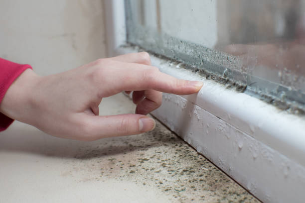 Mold Removal for HVAC Installations in St George, KS