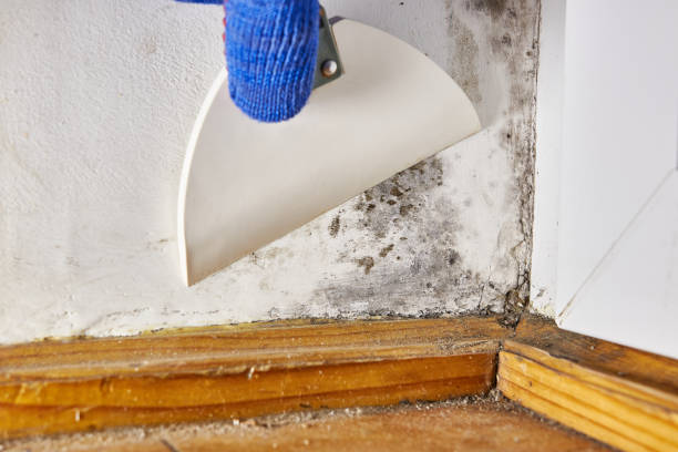Best Basement Mold Removal  in St George, KS